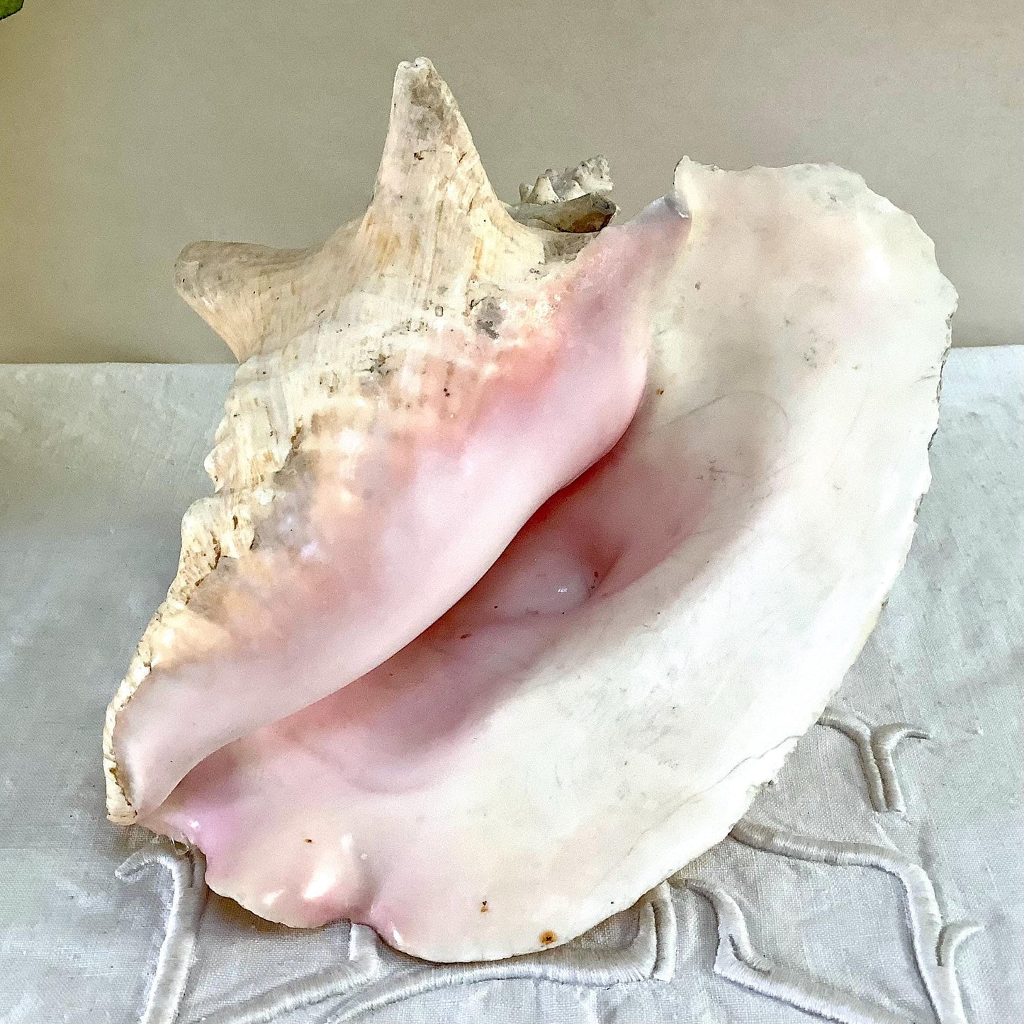 Coquillage rose pastel lambi ou strombe géant vintage