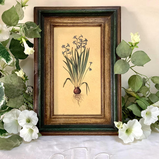 Tableau botanique hyacinthe orientale peinture originale sur bois  vintage 23 x 34