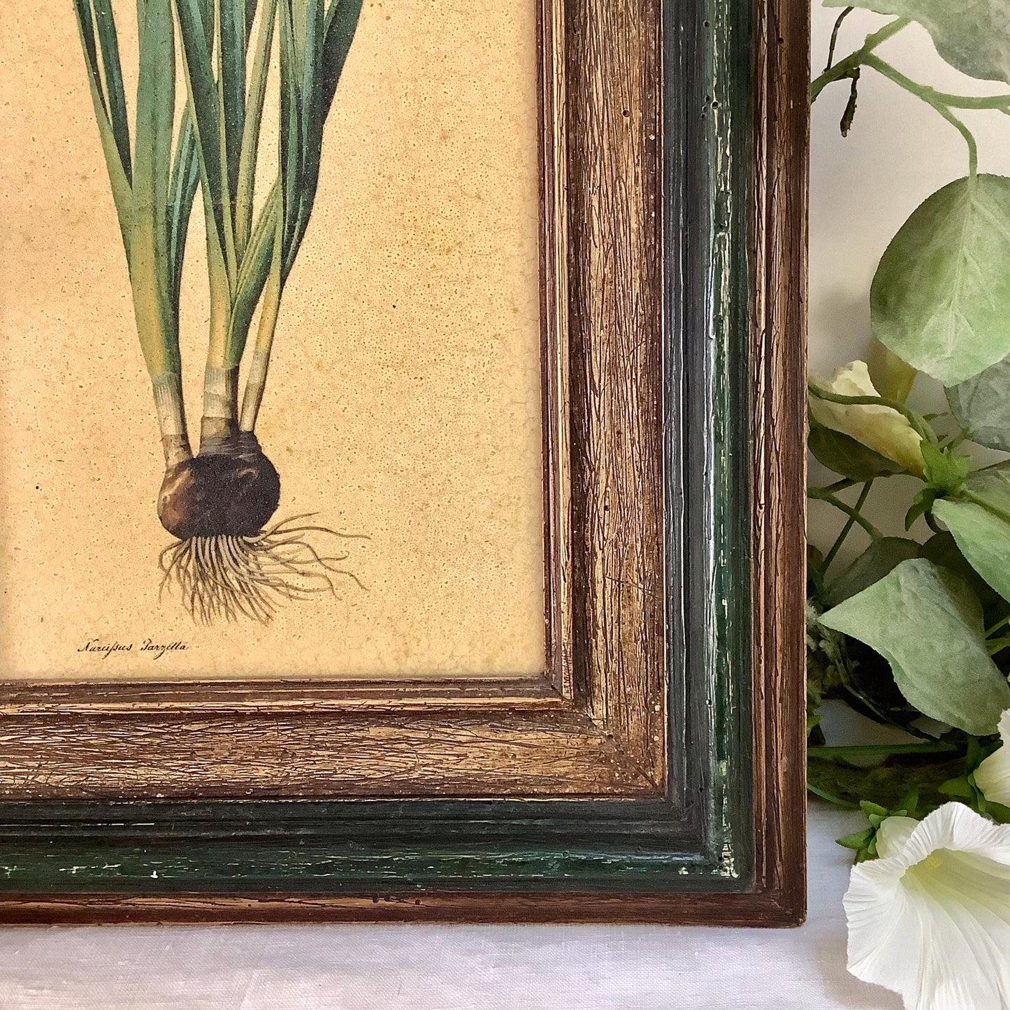 Tableau botanique narcisse peinture originale  sur bois vintage 23 x 34