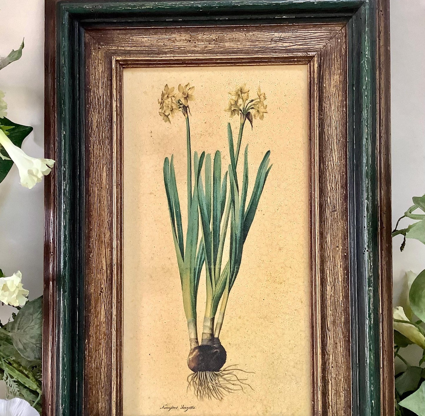 Tableau botanique narcisse peinture originale  sur bois vintage 23 x 34