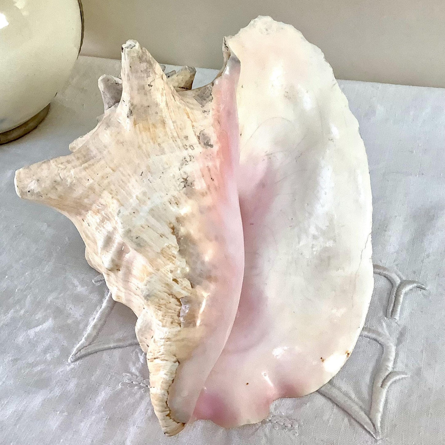 Coquillage  rose pastel lambi ou strombe géant vintage