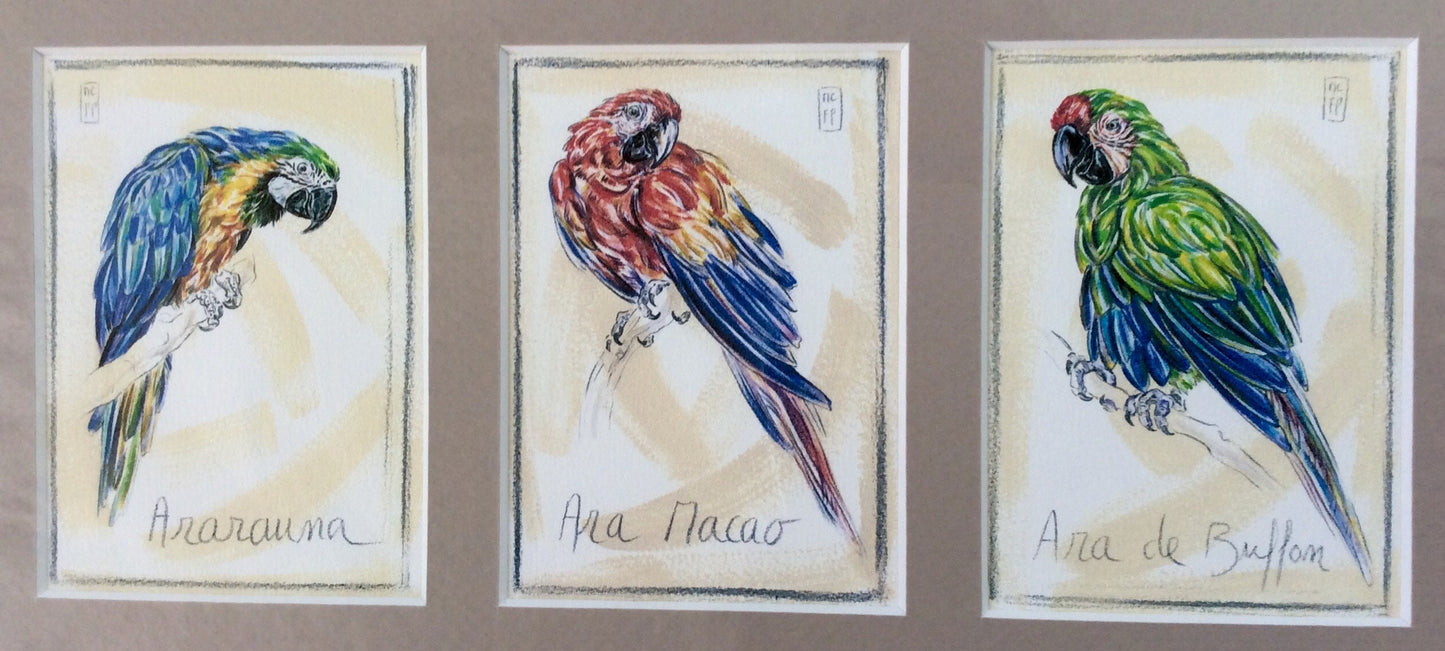 Sérigraphie reproduction perroquet ara foucher poignant