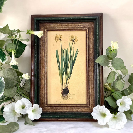 Tableau botanique narcisse peinture originale  sur bois vintage 23 x 34