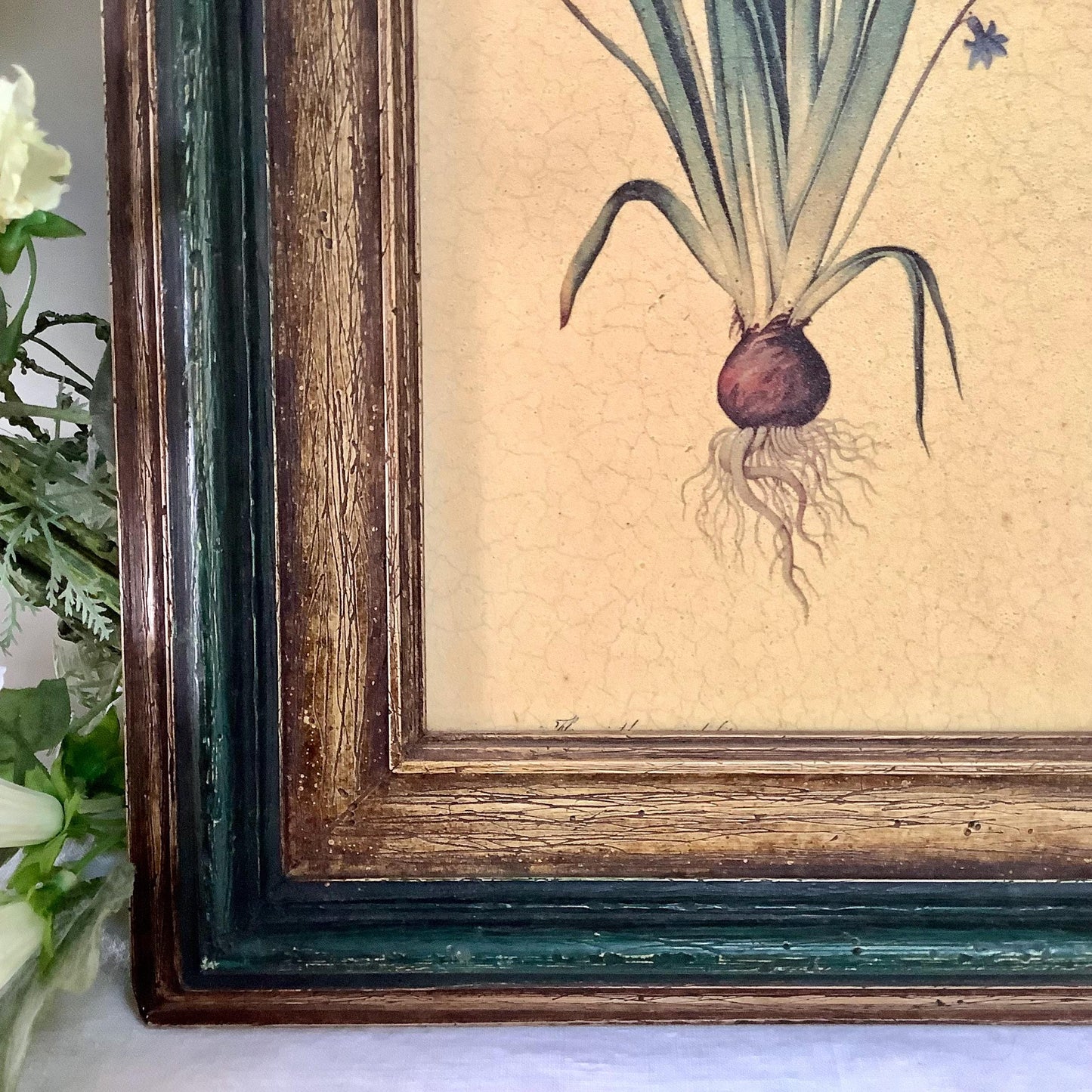 Tableau botanique hyacinthe orientale peinture originale sur bois  vintage 23 x 34