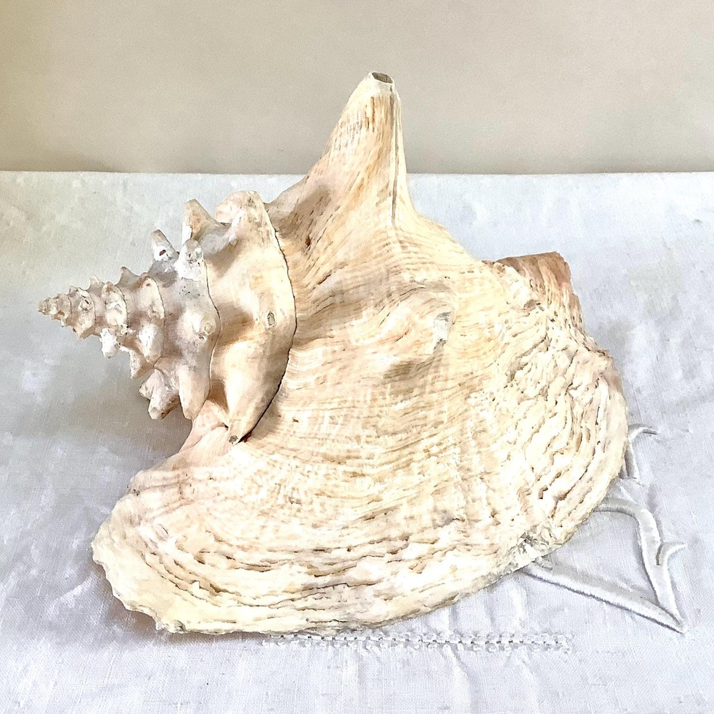 Coquillage  rose pastel lambi ou strombe géant vintage