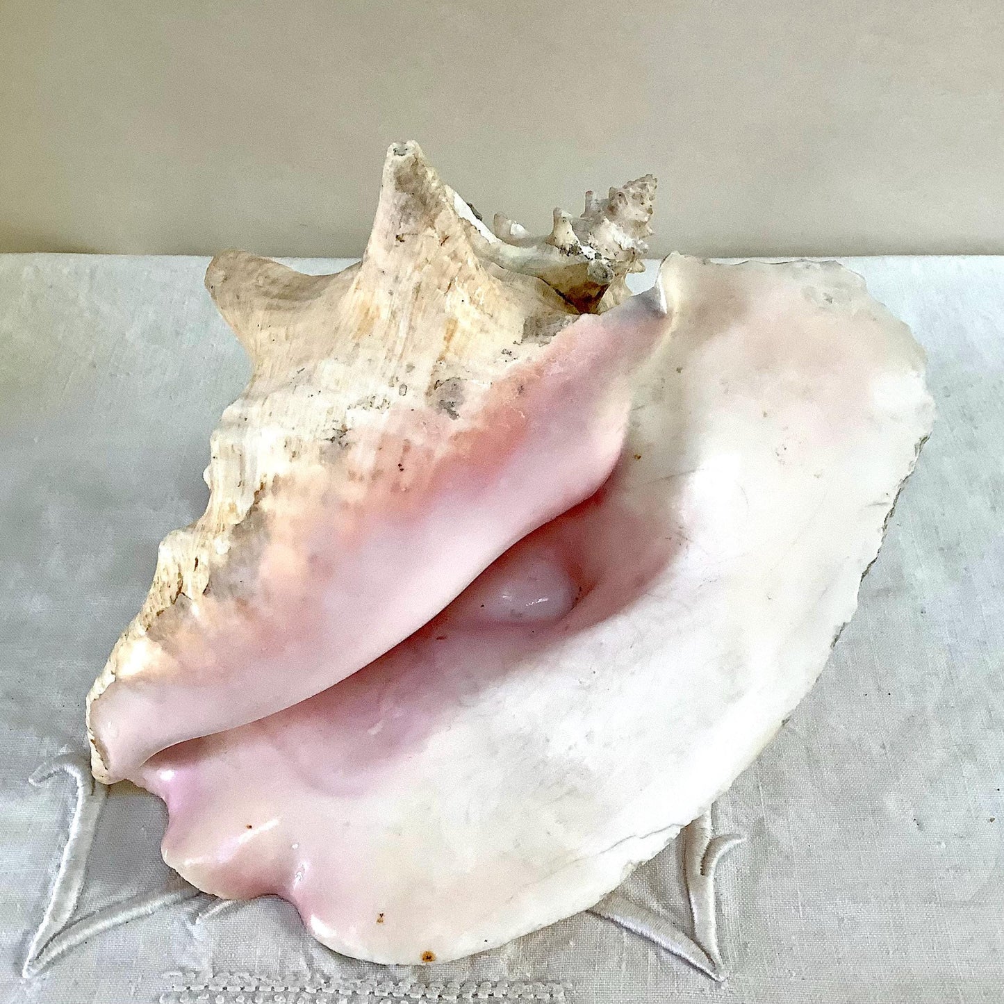 Coquillage  rose pastel lambi ou strombe géant vintage