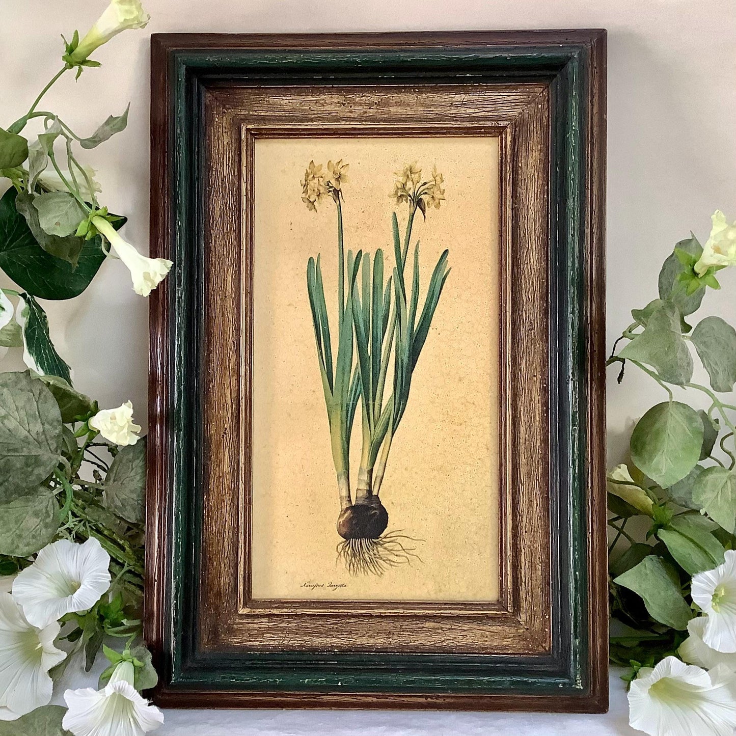 Tableau botanique narcisse peinture originale  sur bois vintage 23 x 34