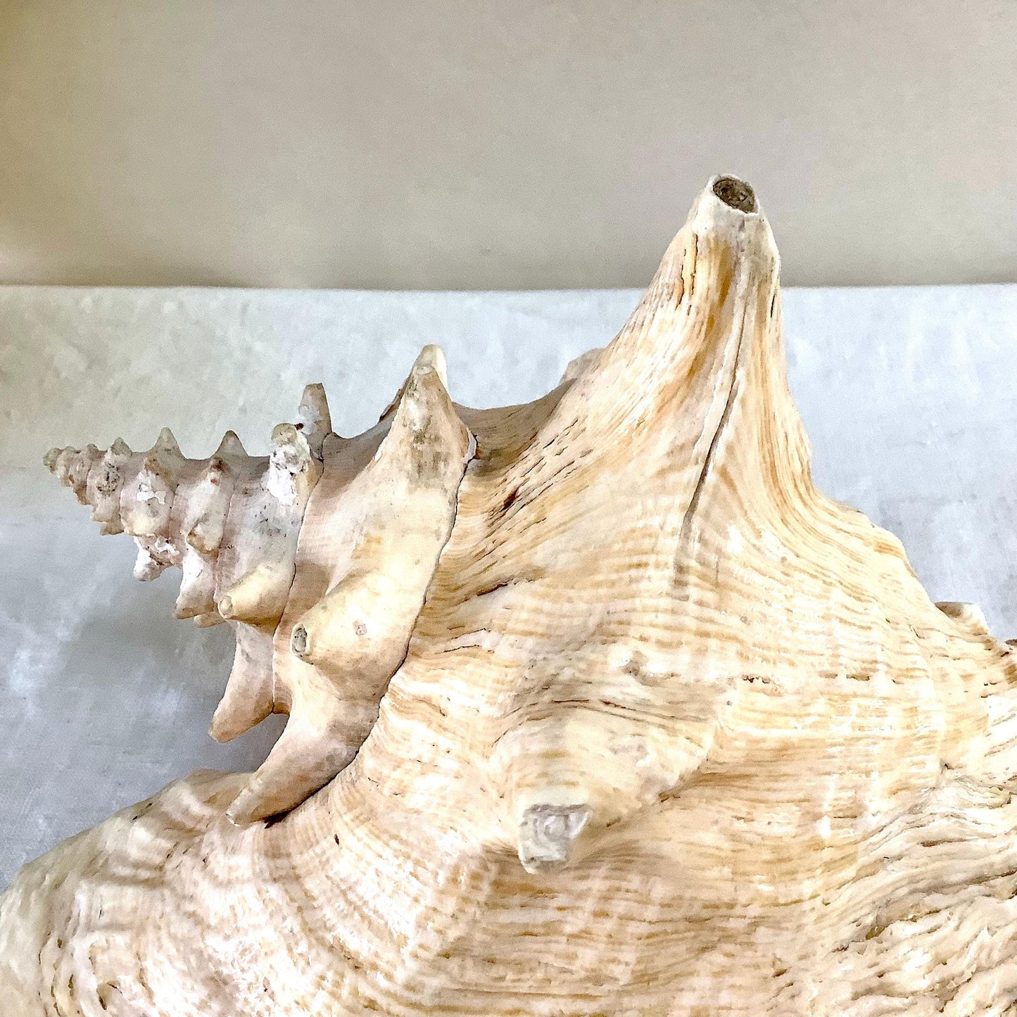 Coquillage  rose pastel lambi ou strombe géant vintage