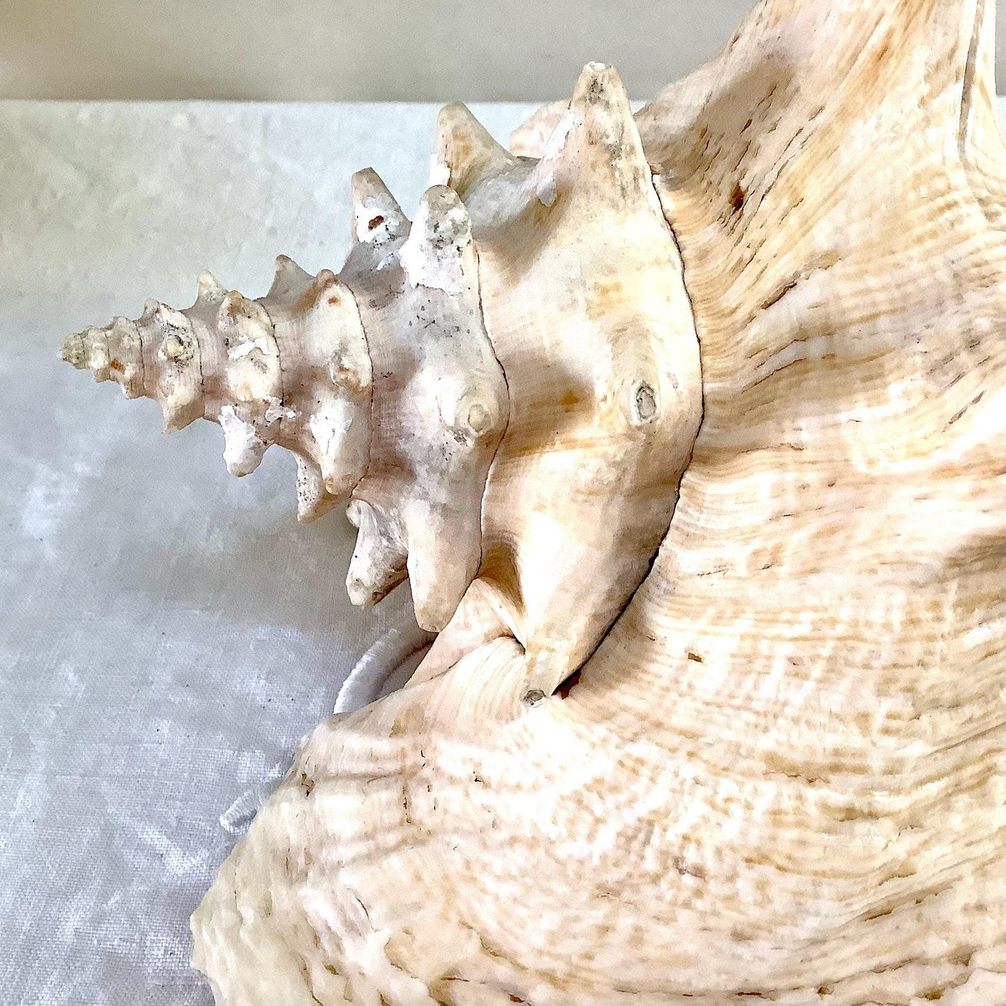 Coquillage  rose pastel lambi ou strombe géant vintage