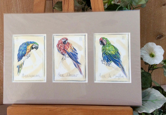 Sérigraphie reproduction perroquet ara foucher poignant