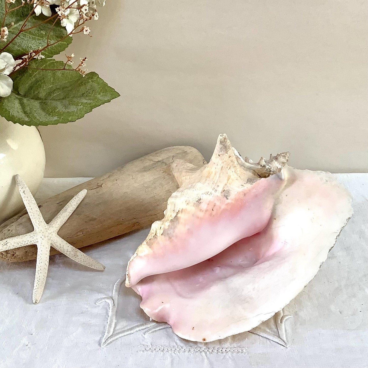 Coquillage  rose pastel lambi ou strombe géant vintage