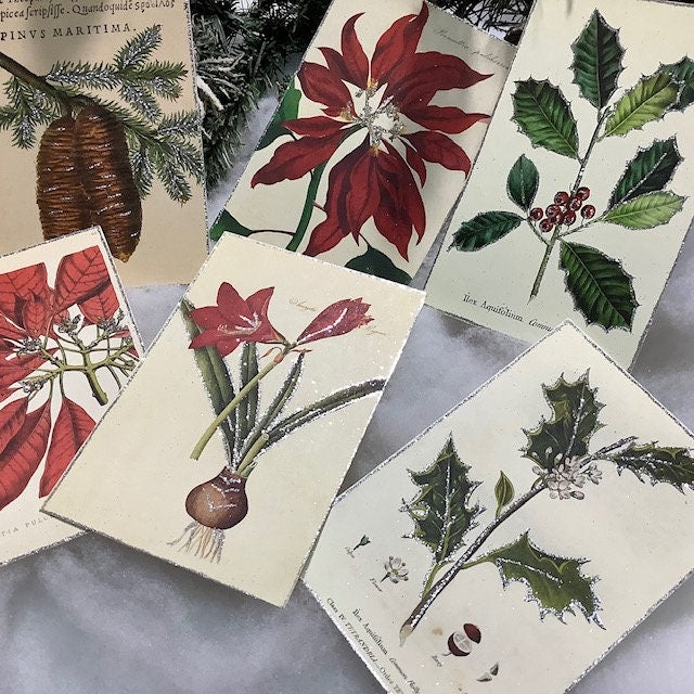 Cartes postales botanique coffret 12 cartes